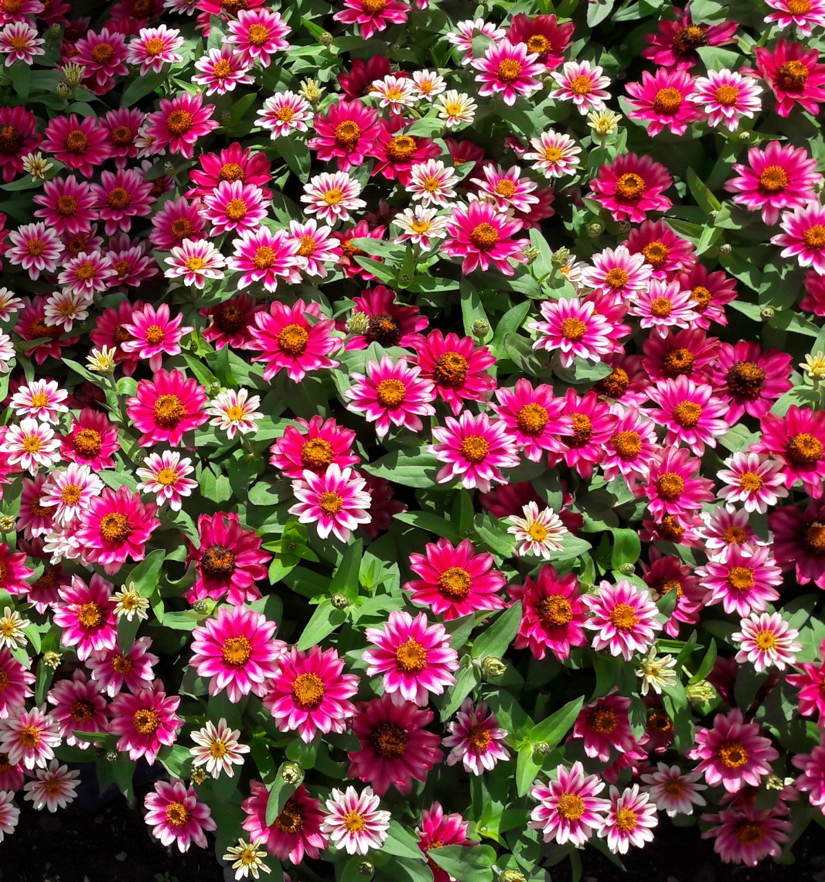 Zinnia angustifolia F1 Profusion Cherry Bicolor 100 K Z010