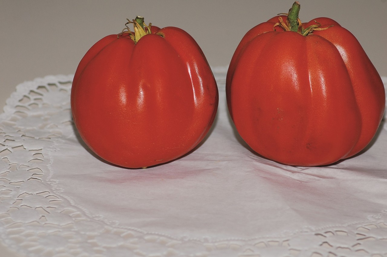 Tomate Ochsenherz | 100 K | 6676 .1
