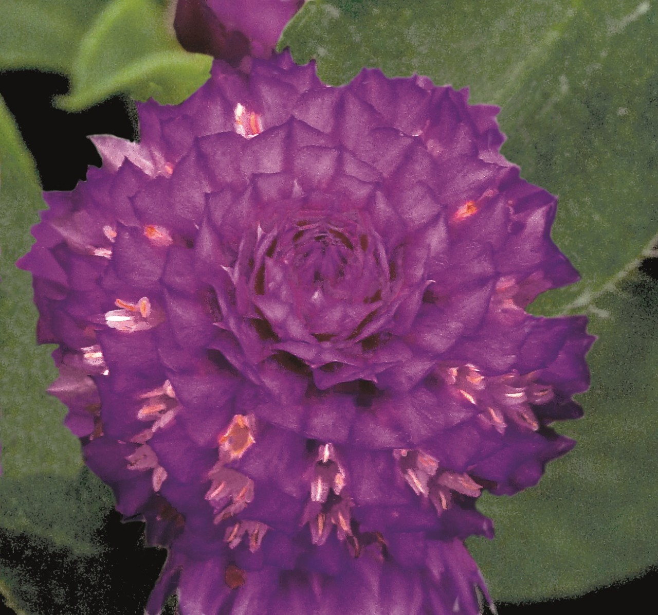 Gomphrena globosa Buddy Purpur | 250 K | G555.1