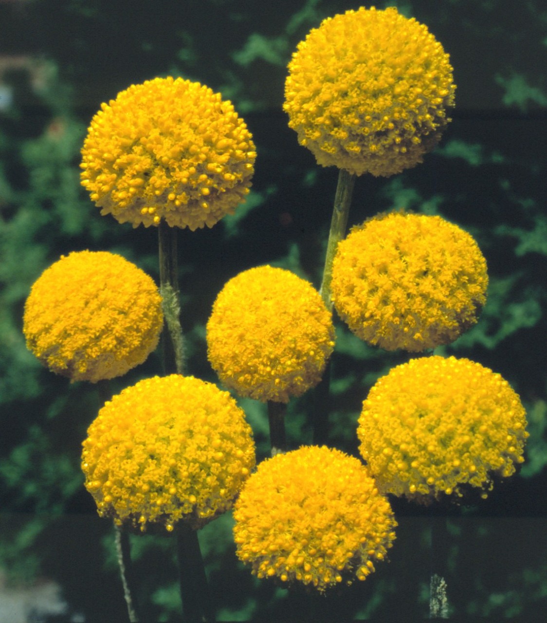 Craspedia globosa Goldstück | 100 K | D381.1