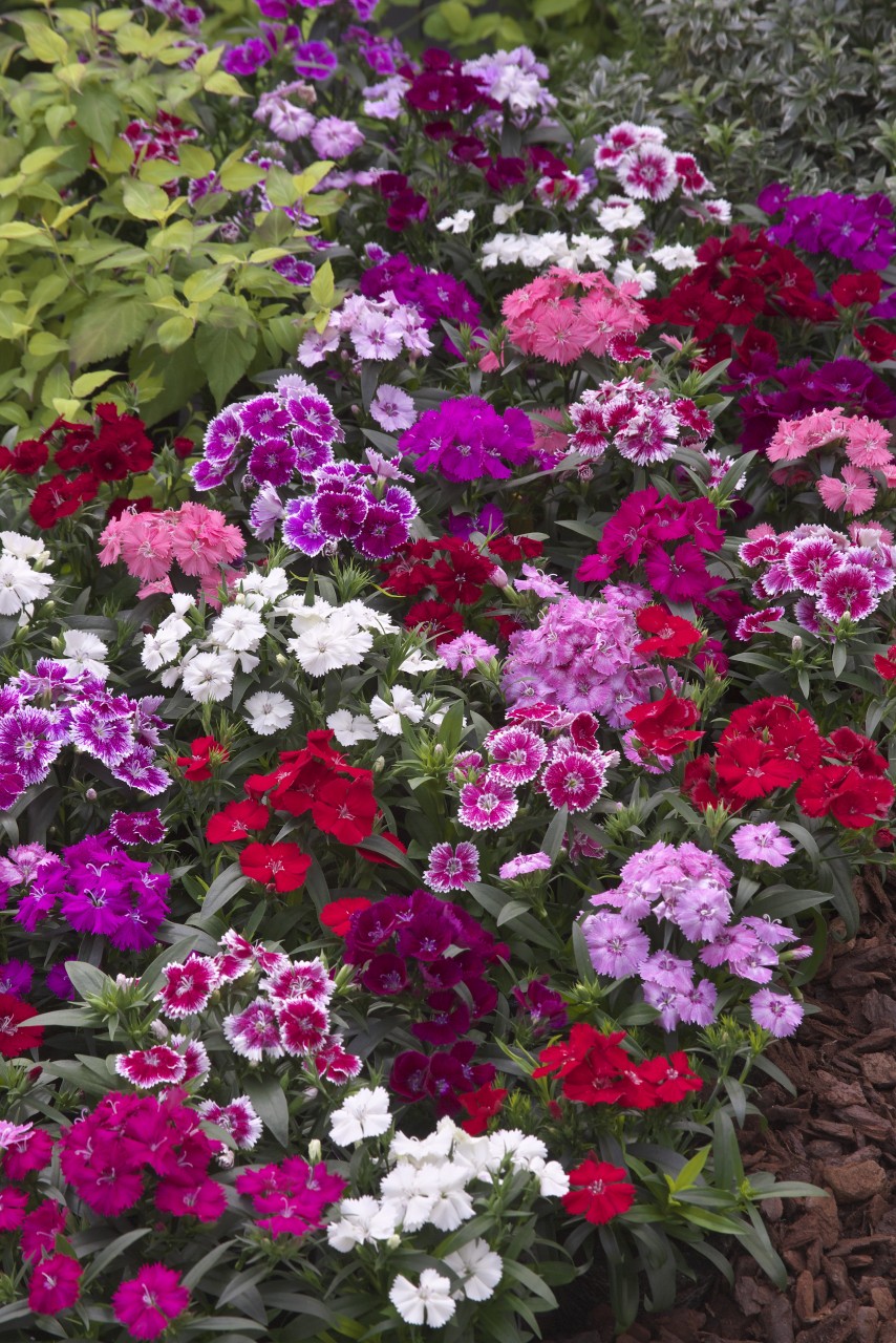 Dianthus chinensis F1 Telstar Mix | 0,125 g | D902.1