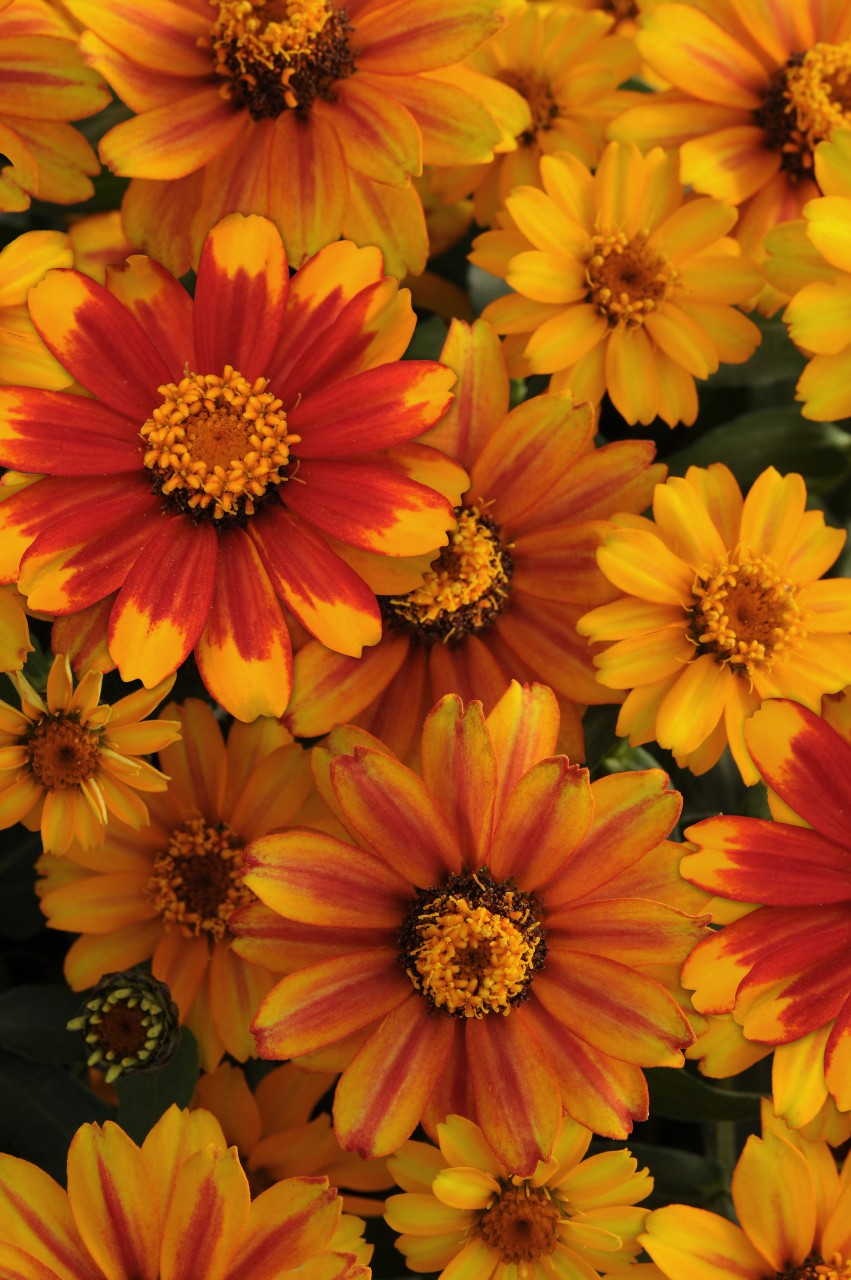Zinnia elegans Zahara Sunburst | 100 K | Z073.1