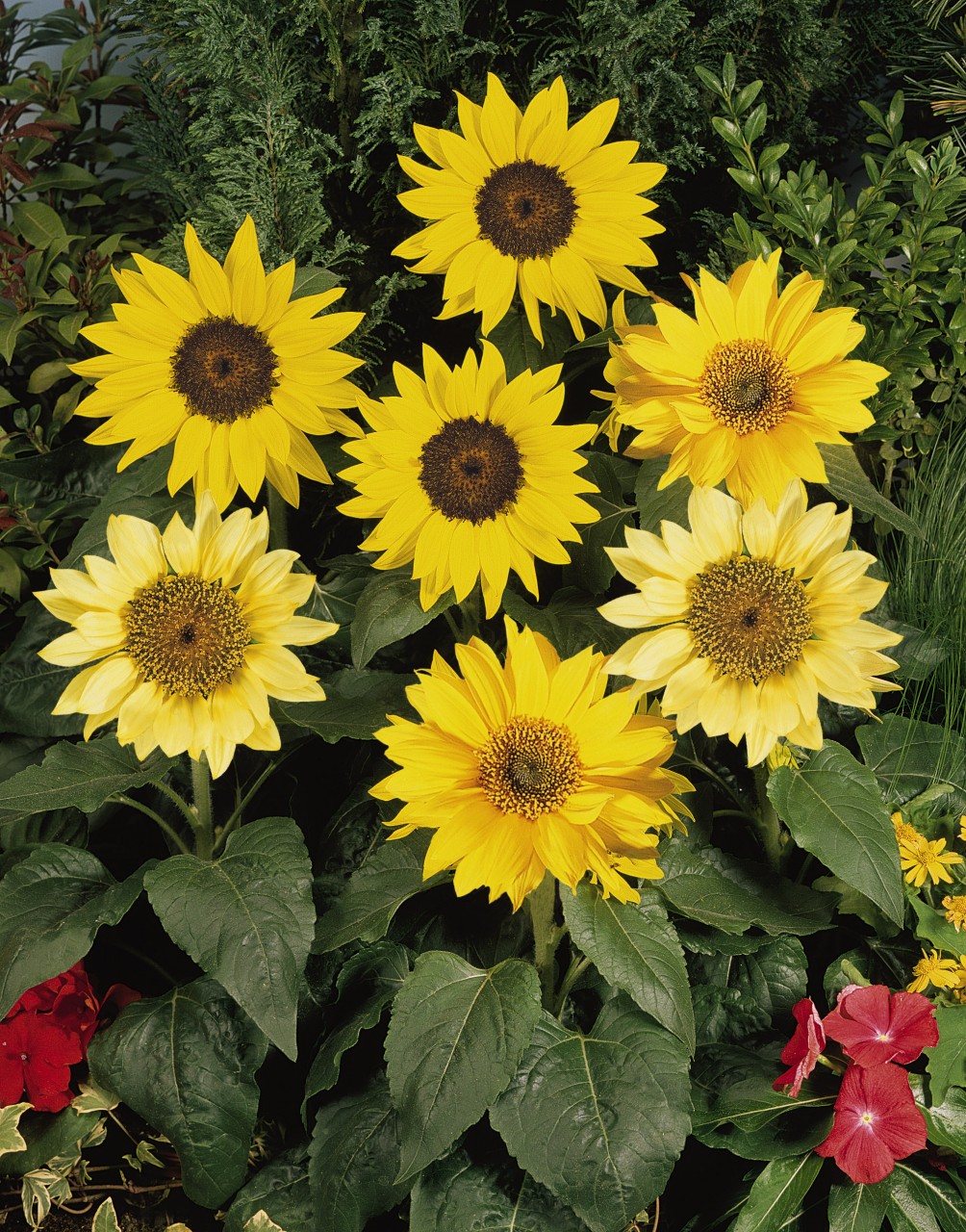 Helianthus annuus Pacino Mischung 250 K H051.1