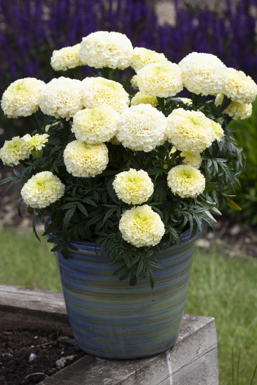 Tagetes erecta F1 Whitegold Max | 100 K | T052.1